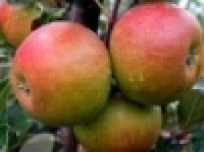 gallery/images-sized-uploads-tools_and_gadgets-apple-100x75